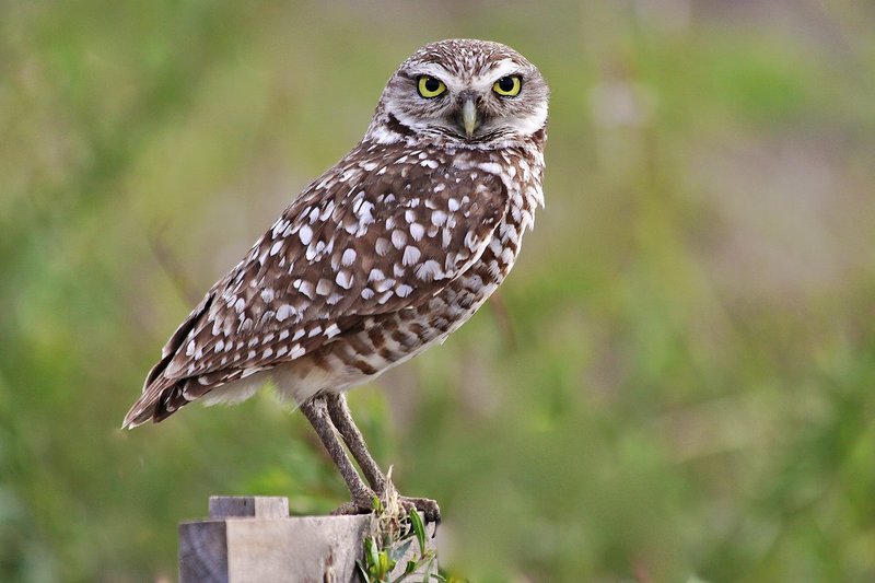 Owls 3.jpg