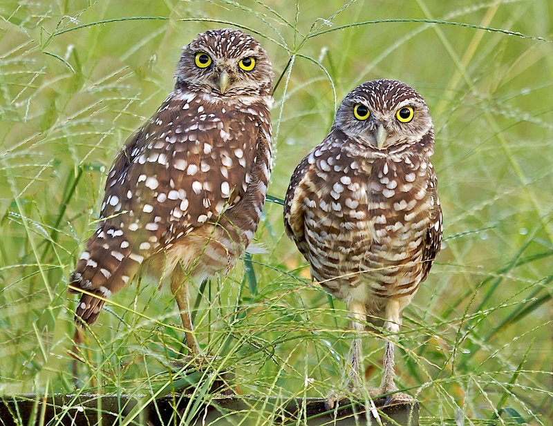 Owls 37.jpg
