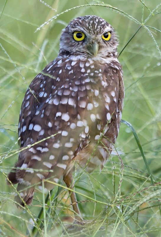 Owls 46.jpg