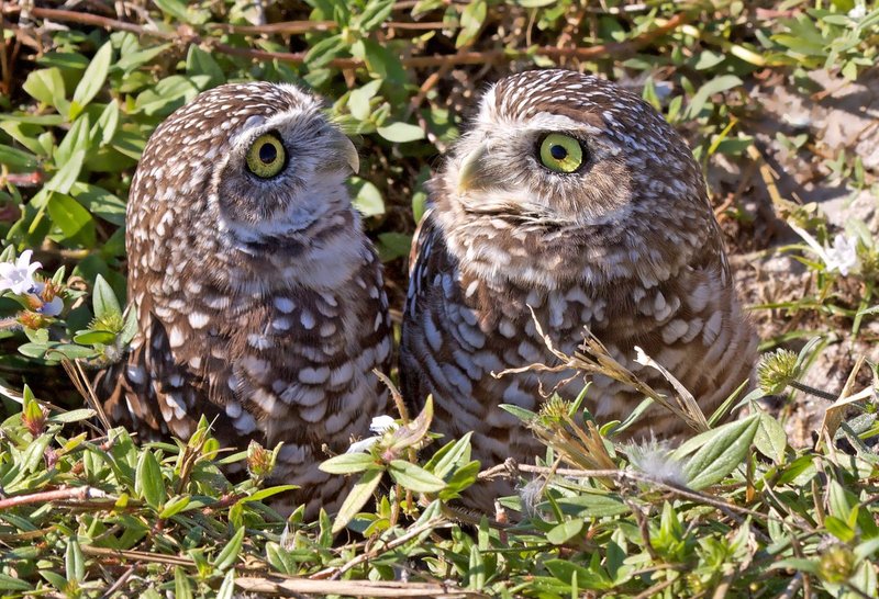 Owls 66.jpg