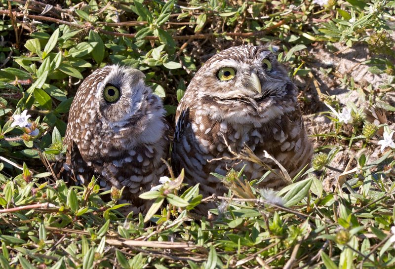 Owls 68.jpg