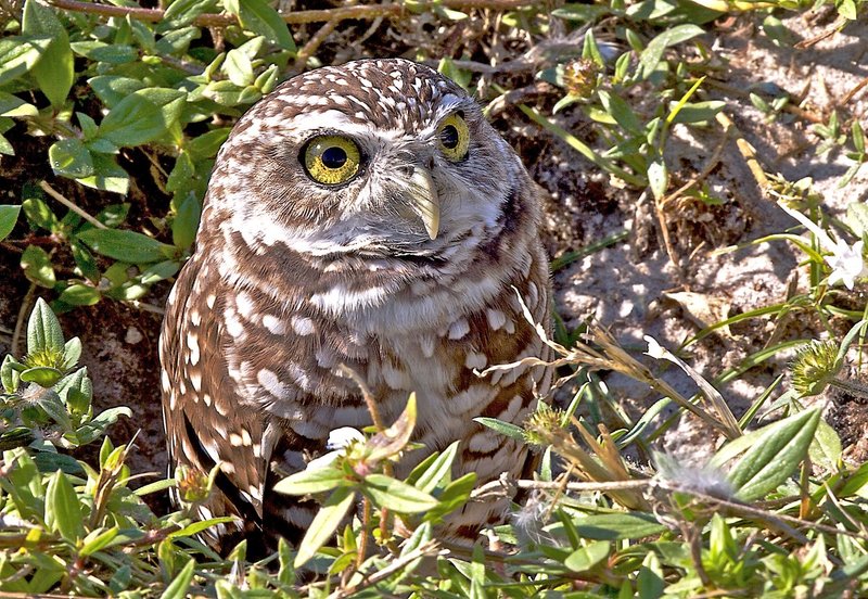 Owls 87.jpg