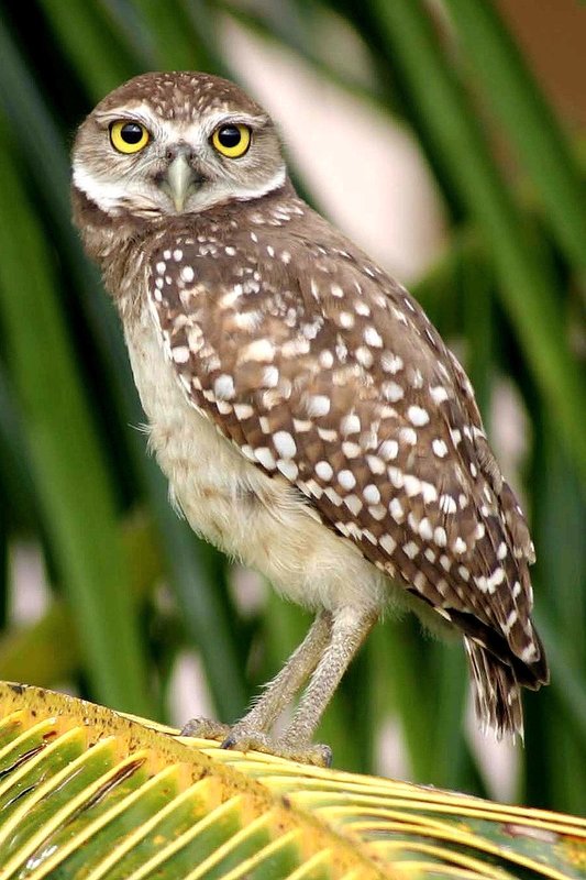 Owls 89.jpg
