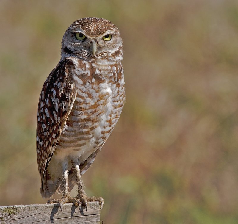Owls 97.jpg