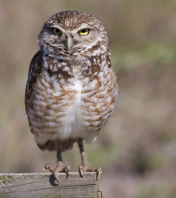 Owls 98.jpg