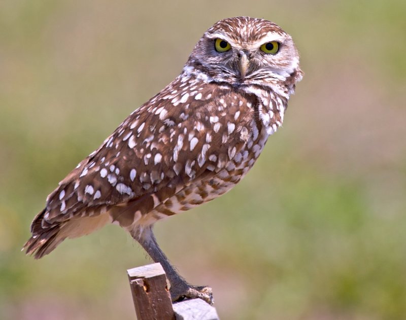 Owls 99.jpg