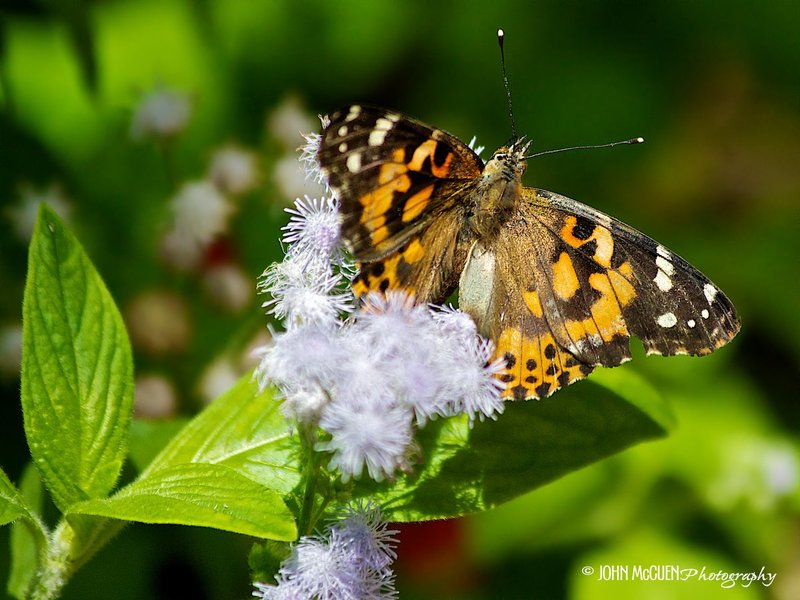 Painted Lady  copy.jpg