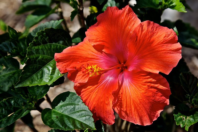 Red hibiscus 1961.jpg