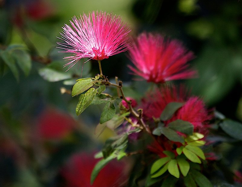 Red plant new 1901.jpg