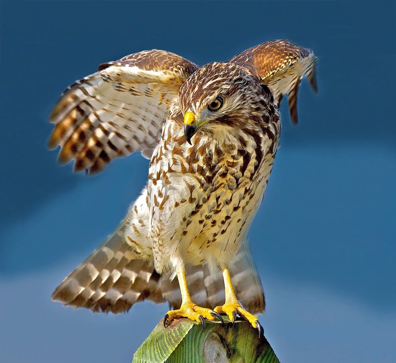Red-shouldered Hawk -- Often harassed by smaller birds to keep him away from their nests.jpg