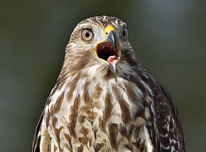 Red-shouldered Hawk calling for mate.jpg