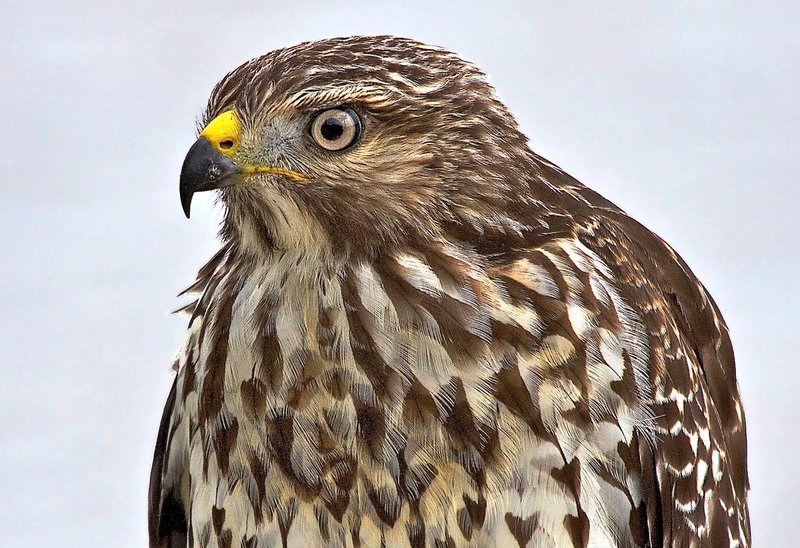 Red-shouldered Hawk close up and intense.jpg