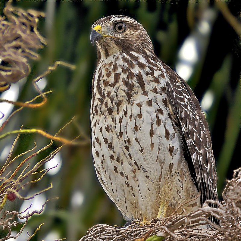 Red-shouldered Hawk looking for prey from his high perch.jpg