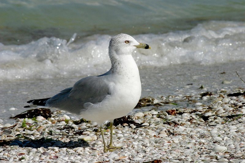 Ring-billed Gull -- Feed along shore.jpg