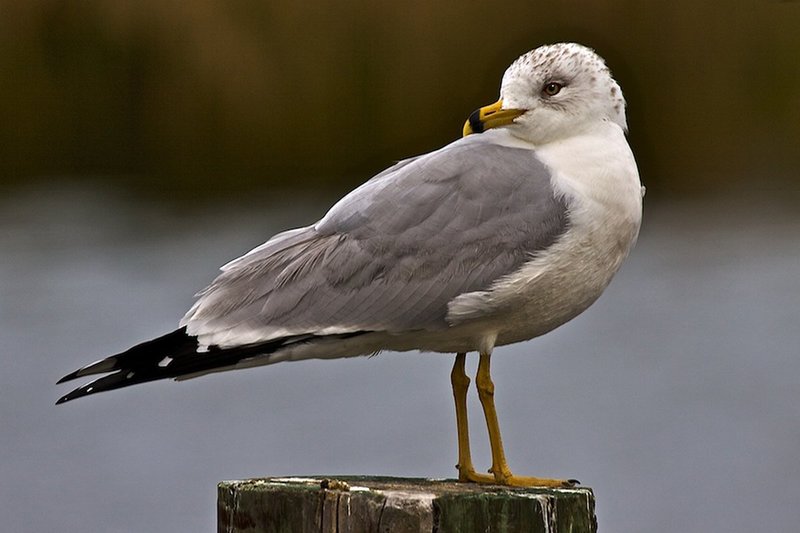 Ring-billed Gull taking time out.jpg