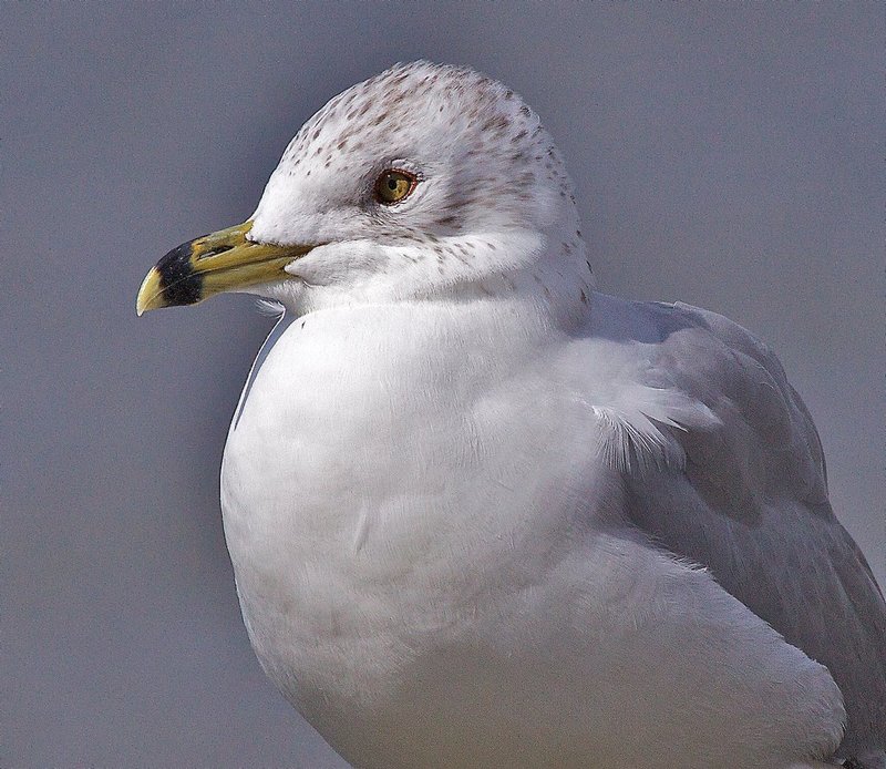 Ring-billed close.jpg