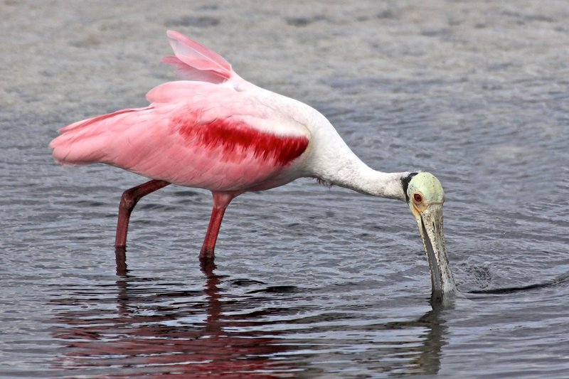 Roseate Spoonbill -- Feeds by sensitive touch as bill closes quickly -- WS 50 inches.jpg