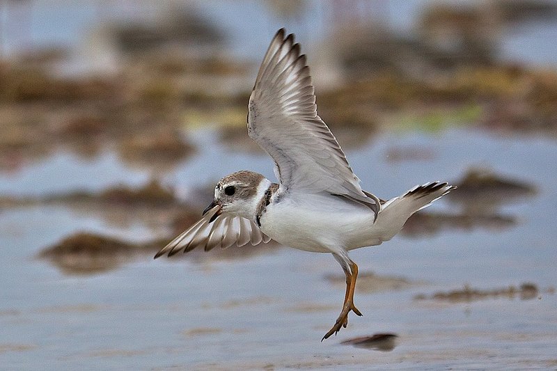 Semi-palmated Plover setting down on Sanibel Island.jpg