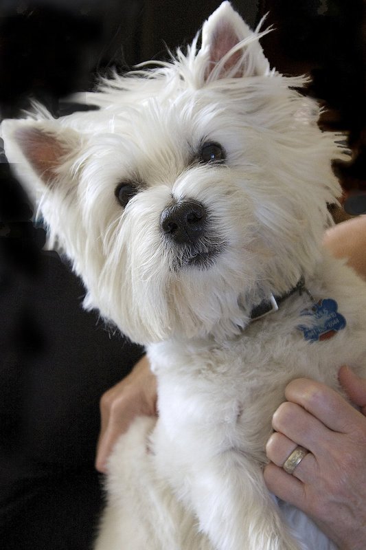 Shamus - Our loveable Westie.jpg