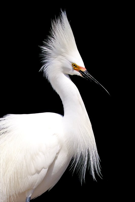 Snowy Egret displaying plumage -- Wingspan 41 inches.jpg