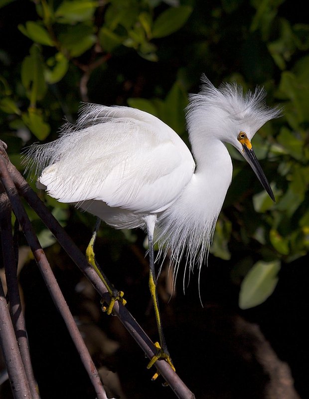 Snowy Egret showing off plumage.jpg