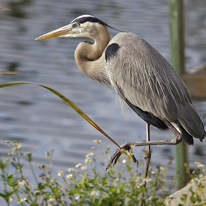 Stately Great Blue Heron -- Wingspan 6 feet.jpg
