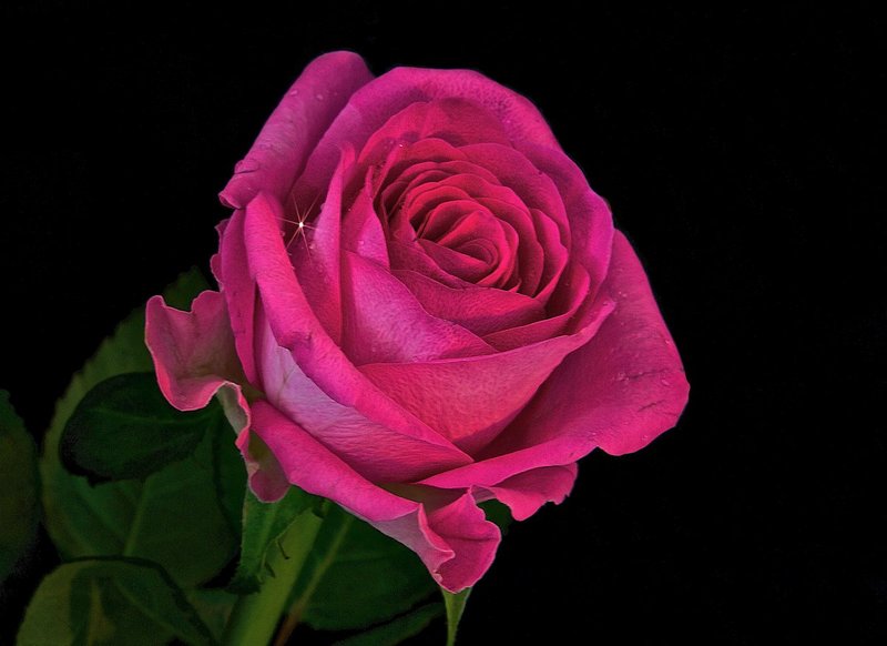 The Rose.jpg