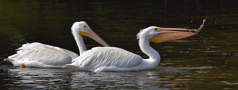 Two White Pelicans -- 2nd largest bird in North America -- Wingspan 9 feet.jpg