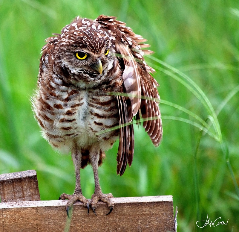 Winging it copy(1).jpg