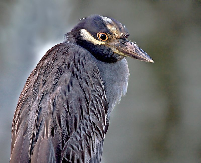 Yellow-crowned Night-Heron -- Wingspan 42 inches.jpg