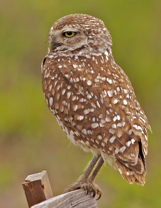 at attention.jpg