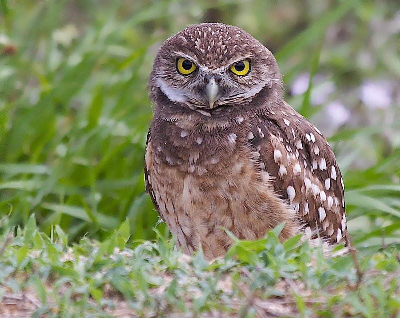 owl stare1.jpg
