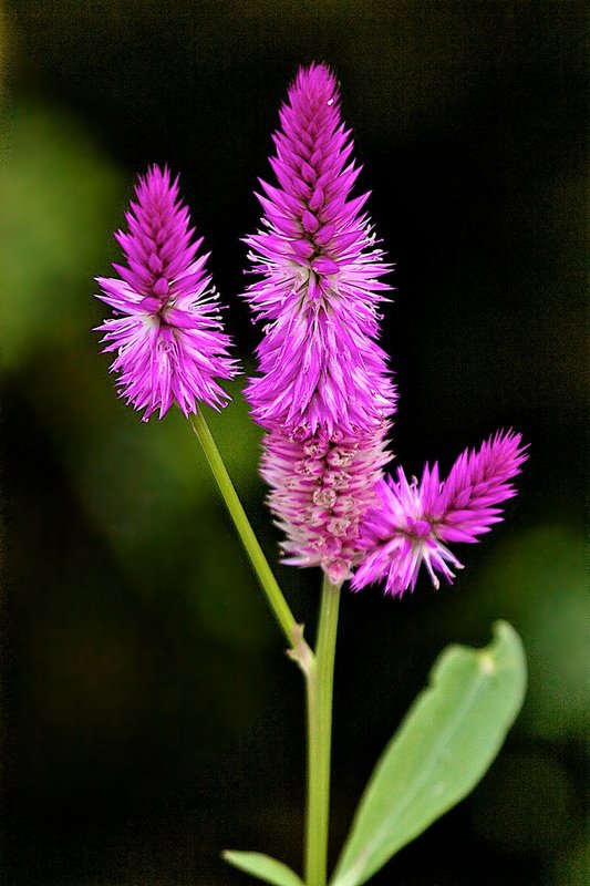 pinkish flower art 1931.jpg
