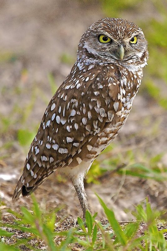 side view.jpg