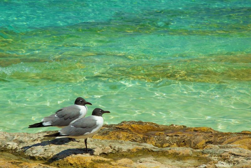 9197 birds-wqter.jpg