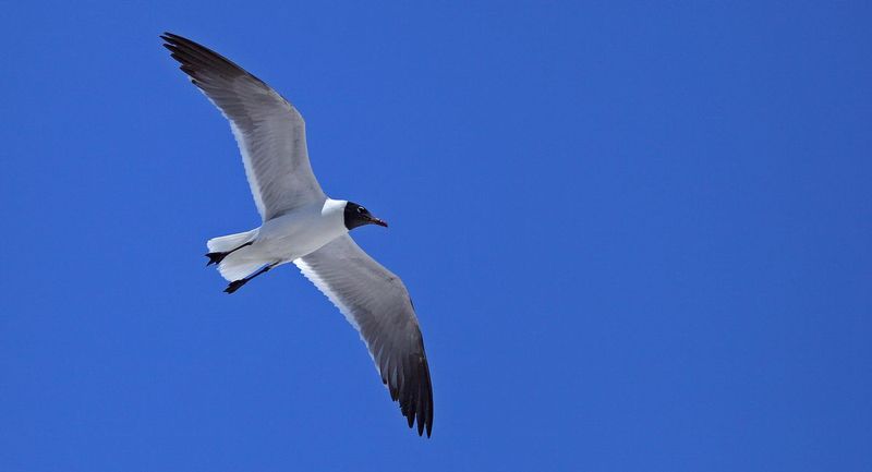 9432flight.jpg