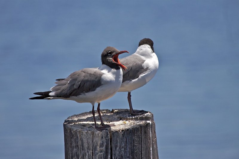 Bonapartes Gulls.jpg