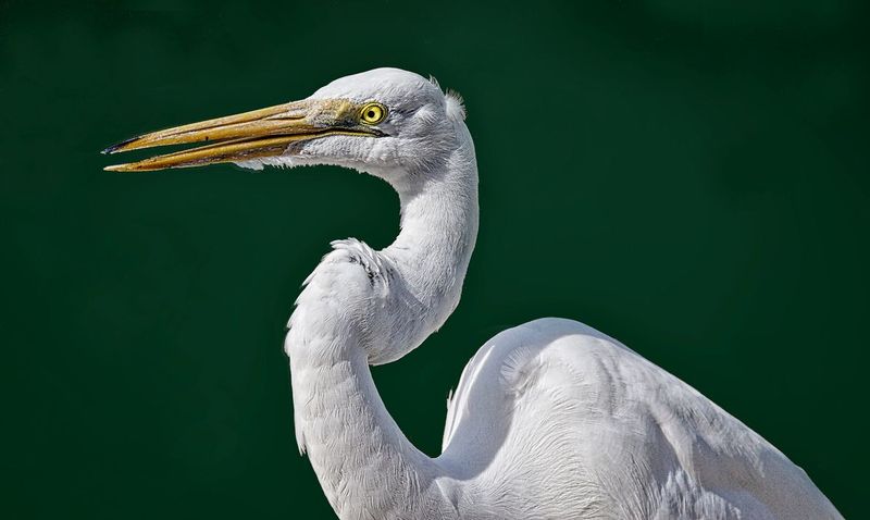 Great White Egret.jpg