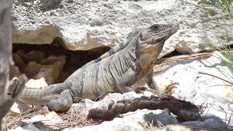Iguana1.jpg