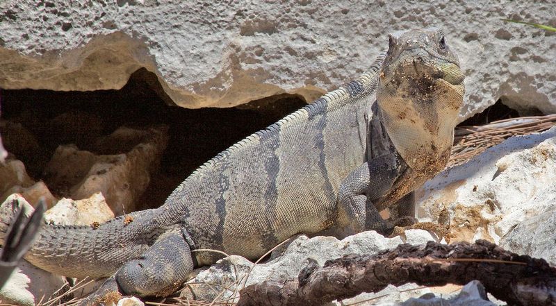 Iguana2 (1).jpg