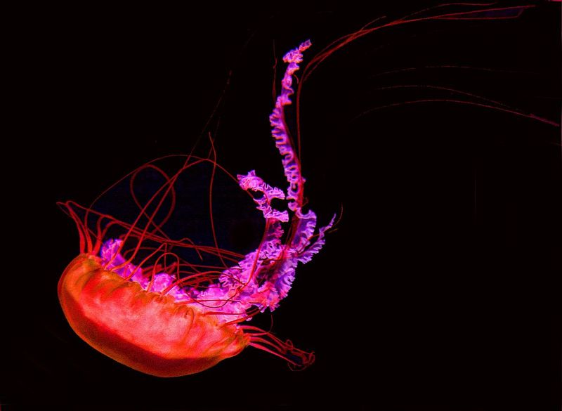 JellyfishRed.jpg
