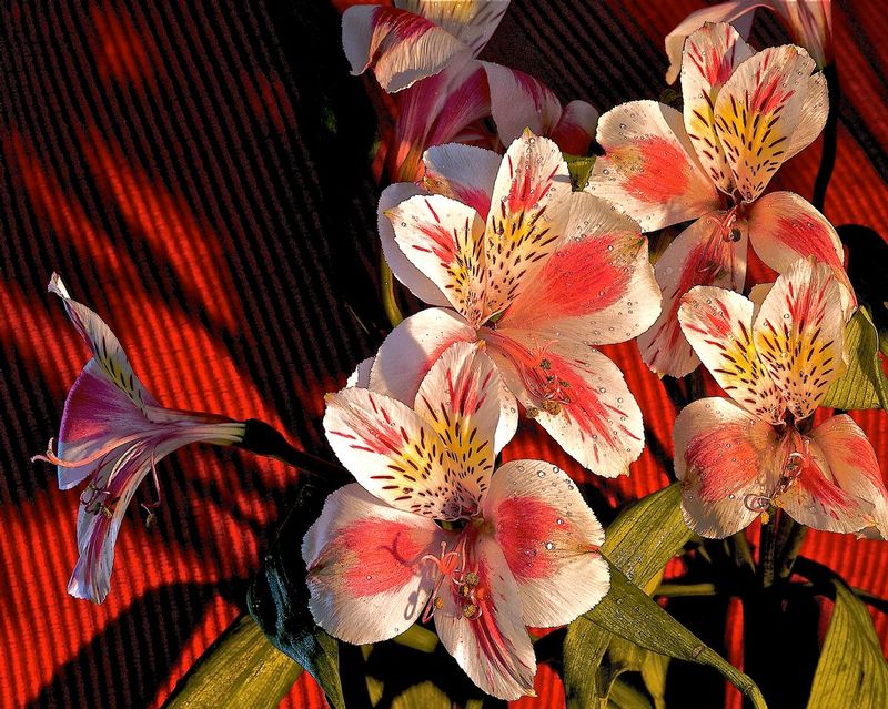 Lillies.jpg