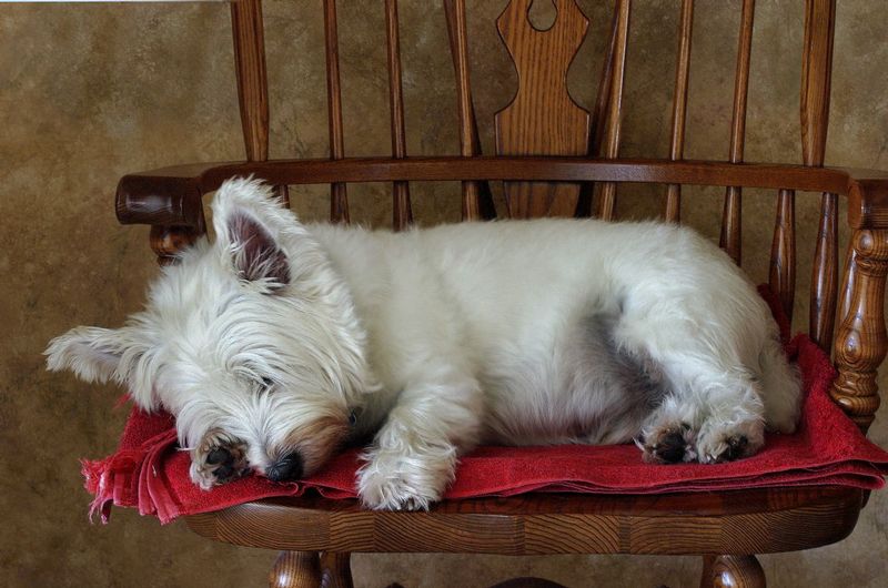 Sleepy Shamus.jpg