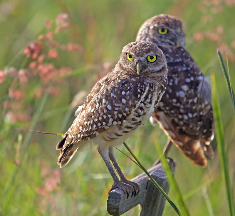 Two owls up.jpg