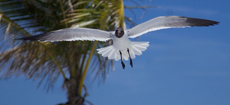 dead on gull.jpg