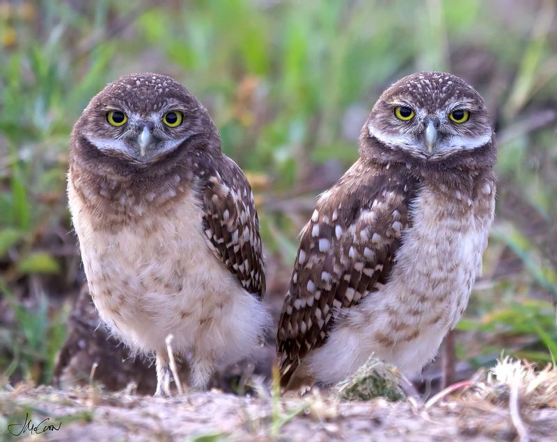Dynamic Duo.jpg