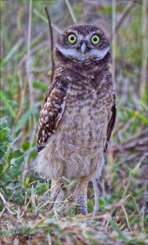 F owl chicks.jpg