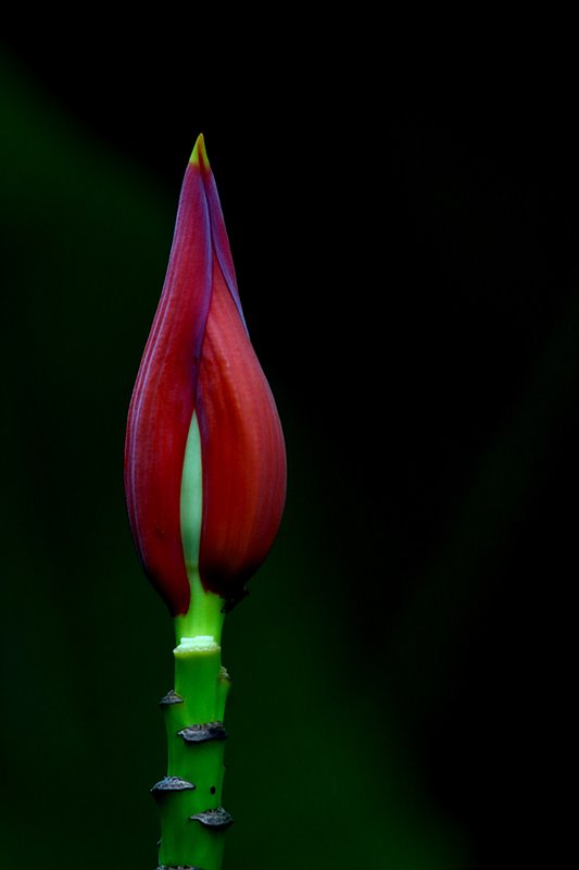 IMG_0064s1.jpg