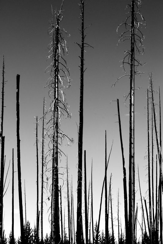 IMG_0065bw.jpg