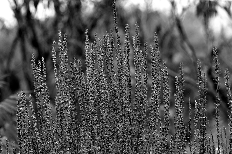 IMG_0132s.jpg